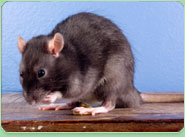 rat control Christchurch