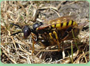 wasp control Christchurch