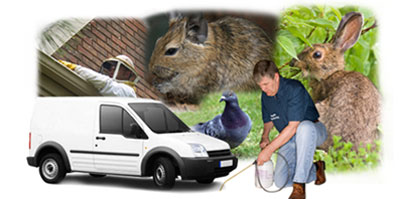 Christchurch local van
